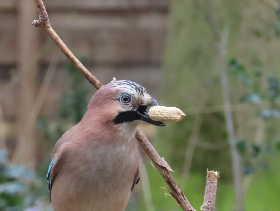 Gaai met een korte bovensnavel